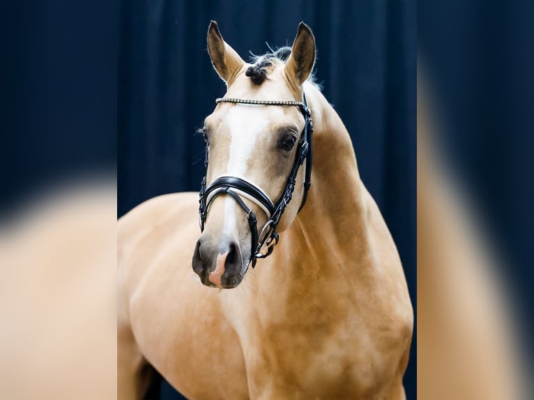 Deutsches Reitpony Hengst 2 Jahre Falbe in Nienhagen