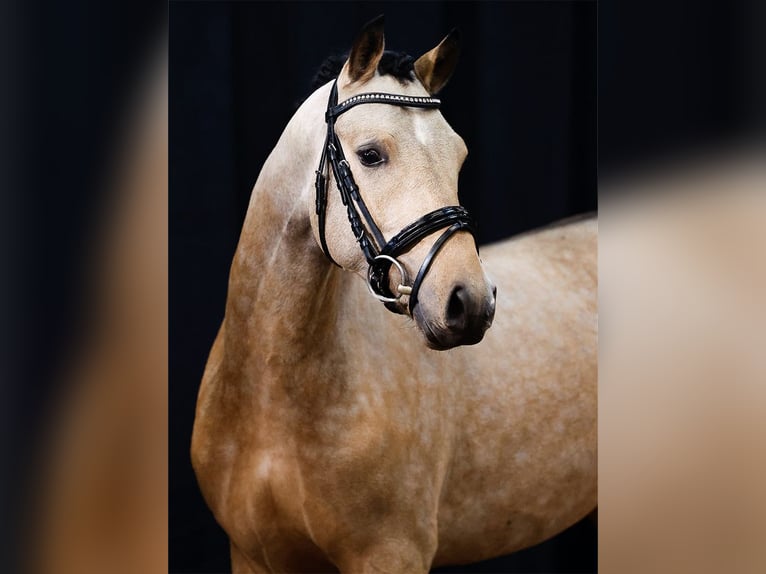 Deutsches Reitpony Hengst 2 Jahre Falbe in Morsum