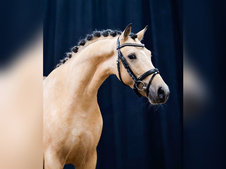 Deutsches Reitpony Hengst 2 Jahre Falbe in Morsum