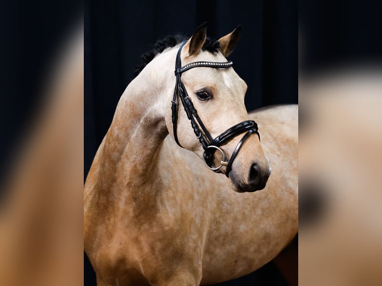 Deutsches Reitpony Hengst 2 Jahre Falbe in Morsum