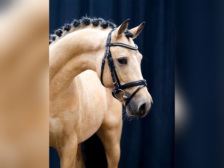 Deutsches Reitpony Hengst 2 Jahre Falbe in Morsum