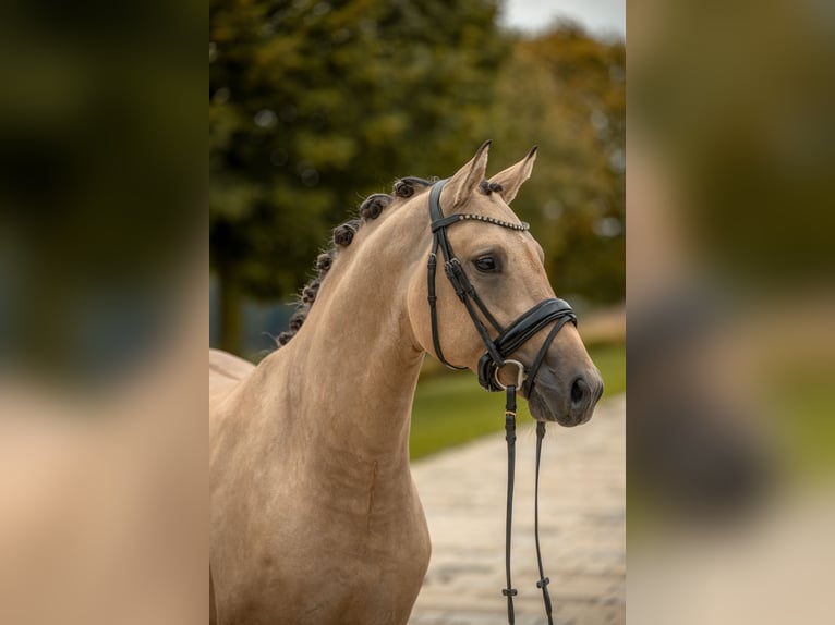 Deutsches Reitpony Hengst 2 Jahre Falbe in Gomadingen