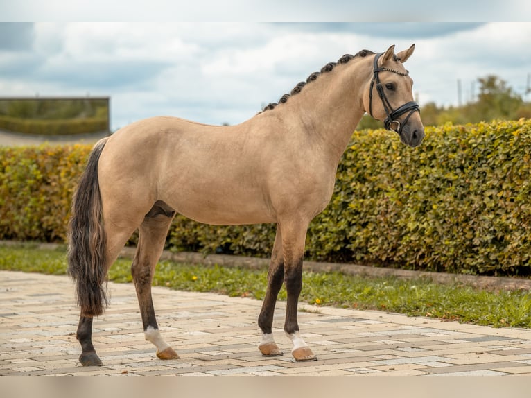 Deutsches Reitpony Hengst 2 Jahre Falbe in Gomadingen
