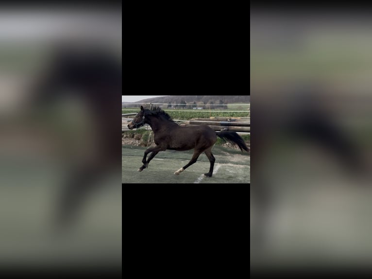 Deutsches Reitpony Mix Hengst 2 Jahre Falbe in Bad Oeynhausen
