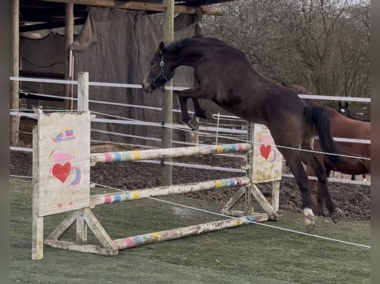 Deutsches Reitpony Mix Hengst 2 Jahre Falbe in Bad Oeynhausen