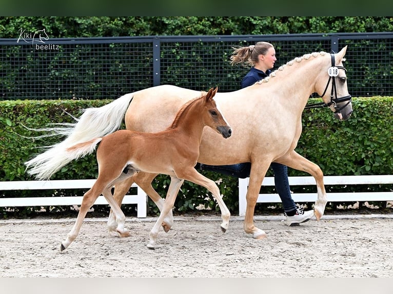 Deutsches Reitpony Hengst 2 Jahre Fuchs in Forchheim