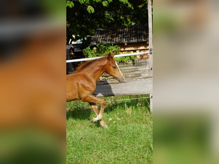 Deutsches Reitpony Hengst 2 Jahre Fuchs in Forchheim