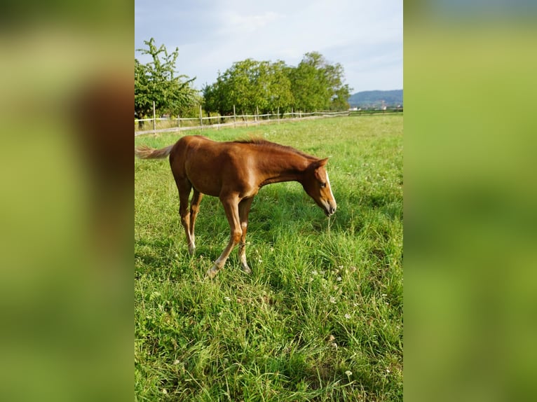 Deutsches Reitpony Hengst 2 Jahre Fuchs in Forchheim