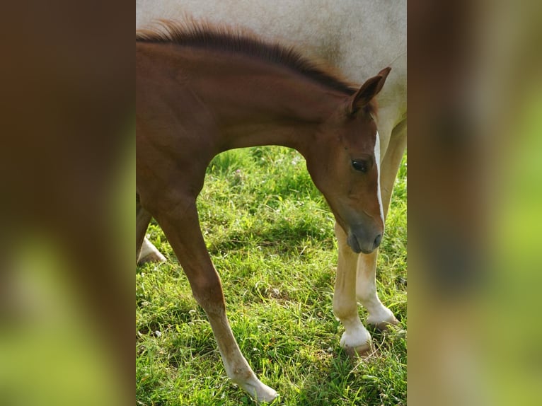 Deutsches Reitpony Hengst 2 Jahre Fuchs in Forchheim