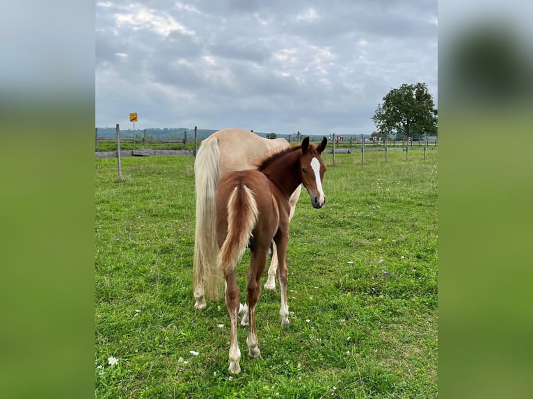 Deutsches Reitpony Hengst 2 Jahre Fuchs in Forchheim