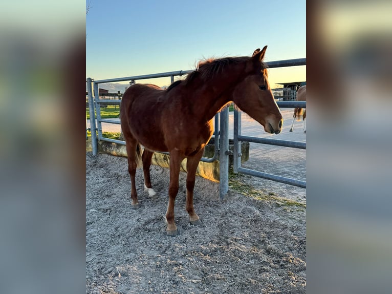 Deutsches Reitpony Hengst 2 Jahre Fuchs in Forchheim