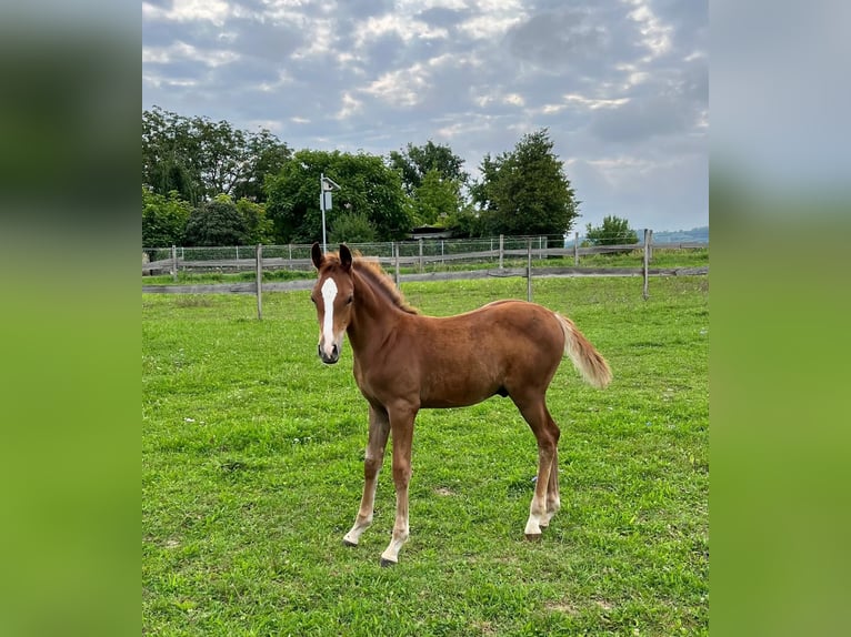 Deutsches Reitpony Hengst 2 Jahre Fuchs in Forchheim