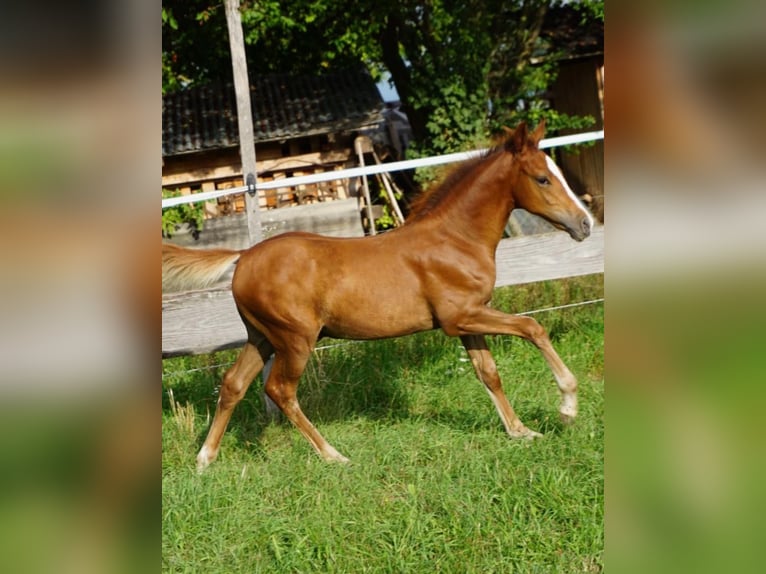 Deutsches Reitpony Hengst 2 Jahre Fuchs in Forchheim