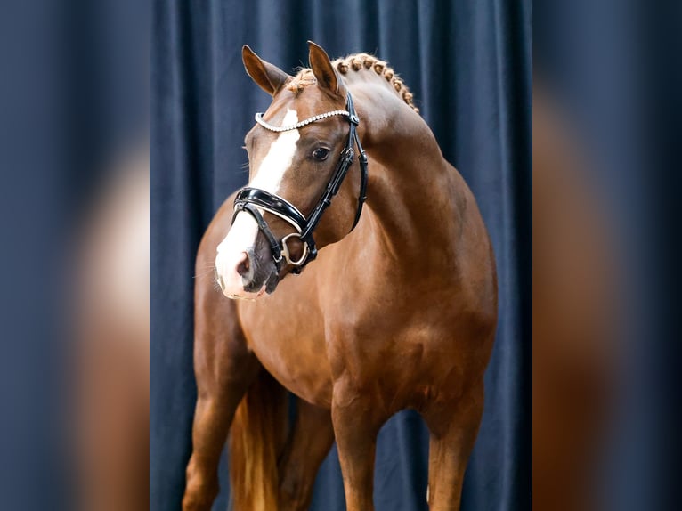 Deutsches Reitpony Hengst 2 Jahre Fuchs in Marsberg