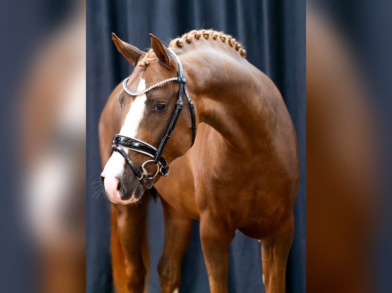 Deutsches Reitpony Hengst 2 Jahre Fuchs in Marsberg