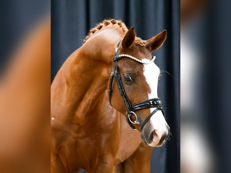 Deutsches Reitpony Hengst 2 Jahre Fuchs in Rommerskirchen