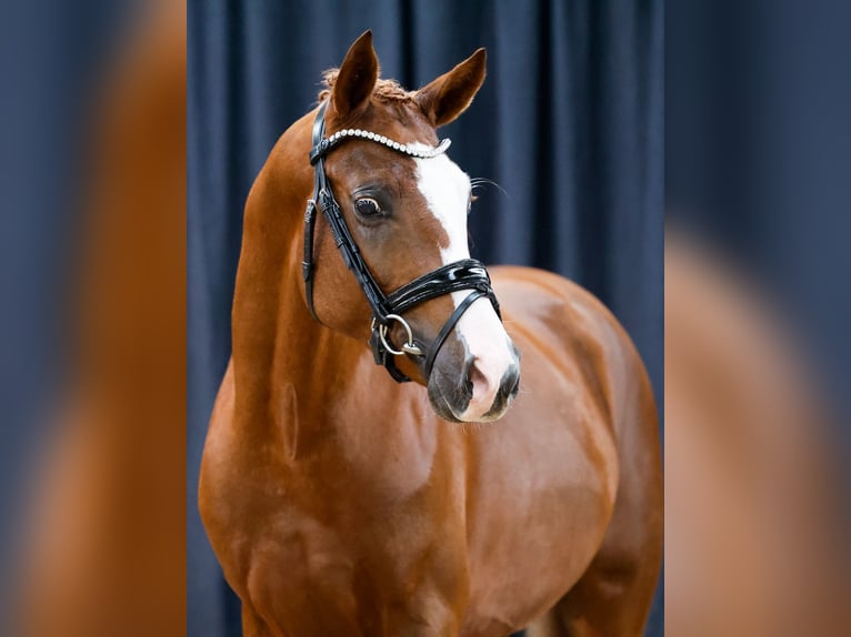 Deutsches Reitpony Hengst 2 Jahre Fuchs in Rommerskirchen