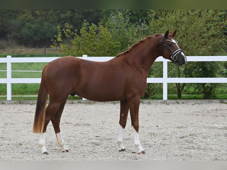 Deutsches Reitpony Hengst 2 Jahre Fuchs in Gomadingen