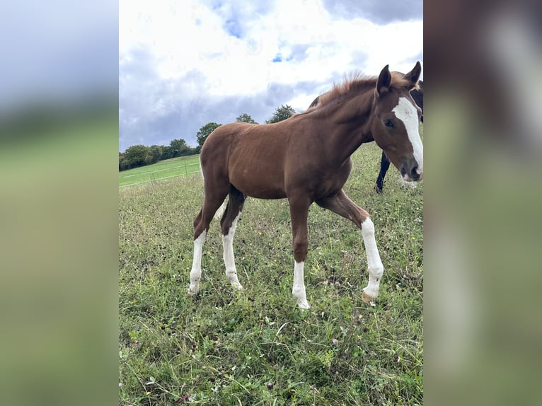 Deutsches Reitpony Hengst 2 Jahre Fuchs in Thüngen