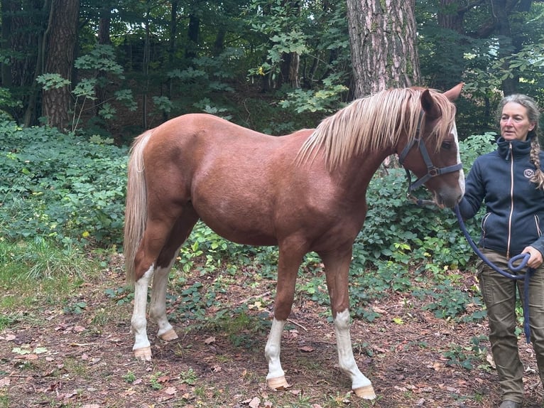 Deutsches Reitpony Hengst 2 Jahre Fuchs in Thüngen