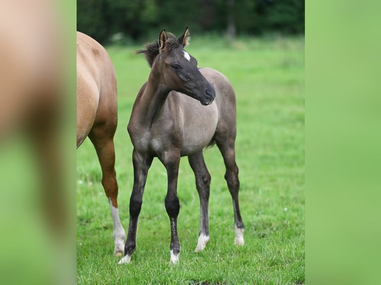 Deutsches Reitpony Hengst 2 Jahre Grullo in Stuhr