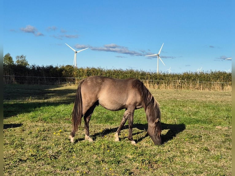 Deutsches Reitpony Hengst 2 Jahre Grullo in Stuhr