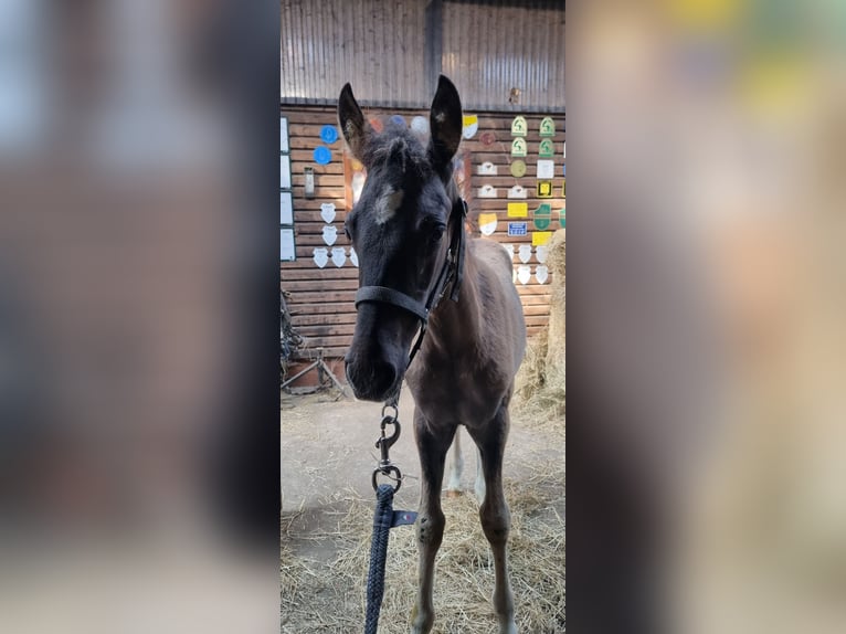 Deutsches Reitpony Hengst 2 Jahre Grullo in Stuhr