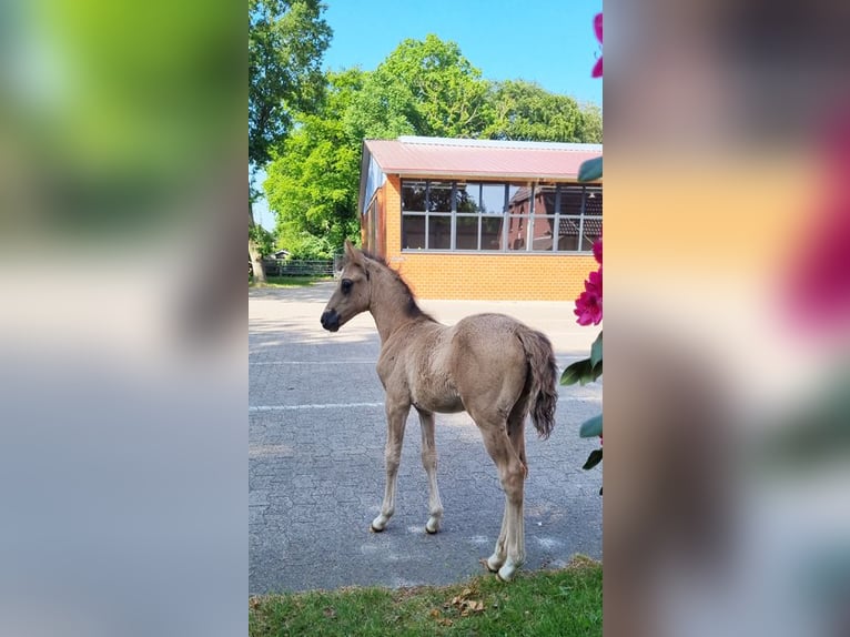 Deutsches Reitpony Hengst 2 Jahre Grullo in Stuhr