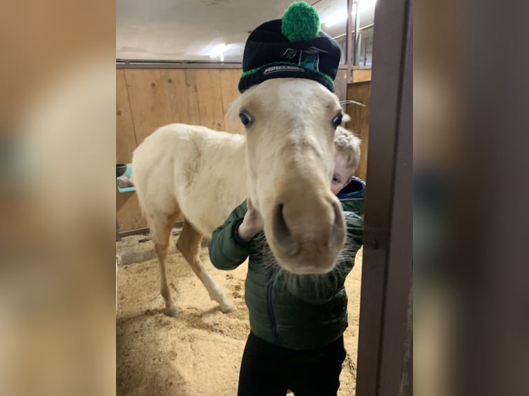 Deutsches Reitpony Hengst 2 Jahre Palomino in Gilgenberg