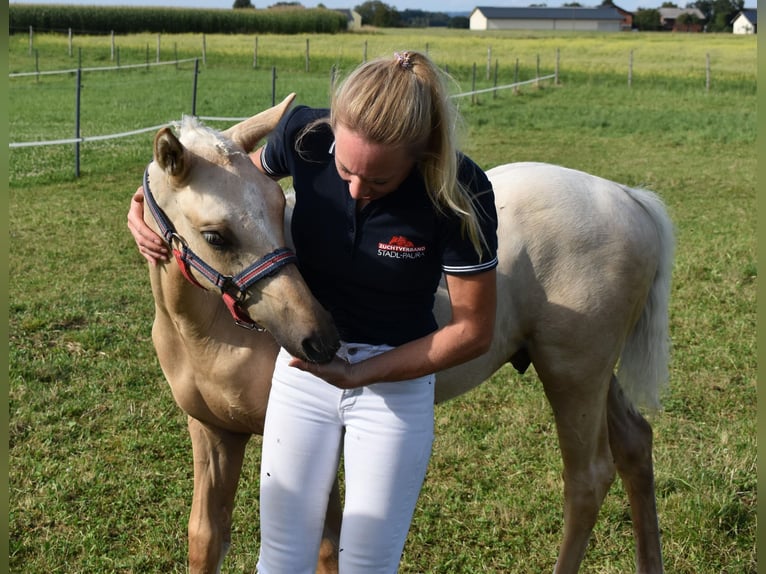 Deutsches Reitpony Hengst 2 Jahre Palomino in Gilgenberg