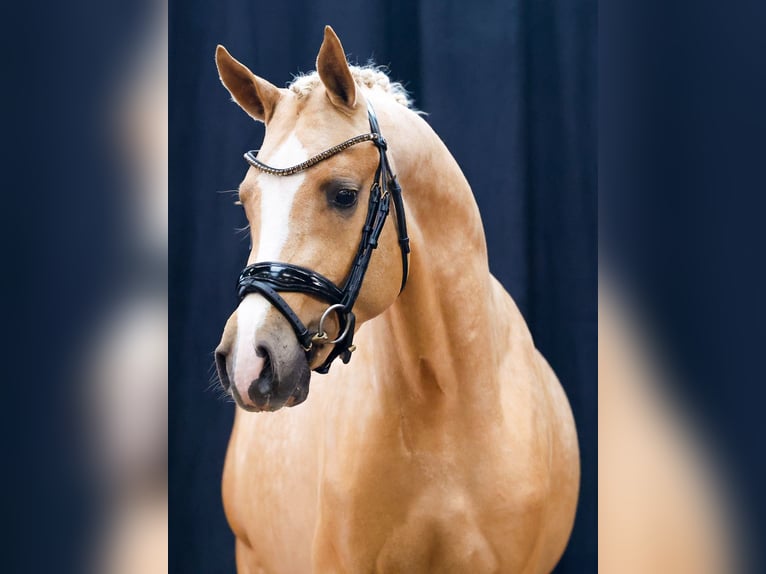 Deutsches Reitpony Hengst 2 Jahre Palomino in Hergenfeld