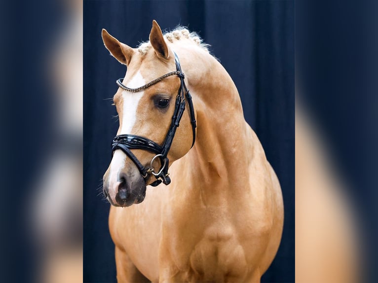 Deutsches Reitpony Hengst 2 Jahre Palomino in Hergenfeld