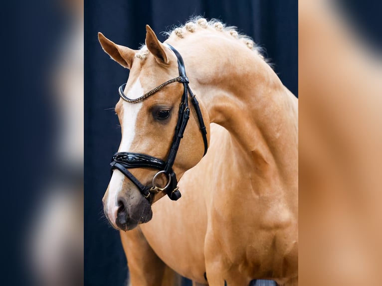 Deutsches Reitpony Hengst 2 Jahre Palomino in Hergenfeld