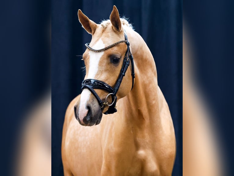 Deutsches Reitpony Hengst 2 Jahre Palomino in Hergenfeld