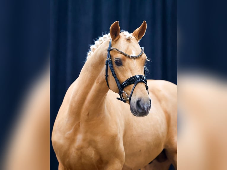 Deutsches Reitpony Hengst 2 Jahre Palomino in Marsberg