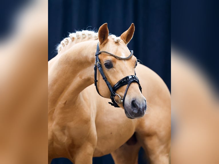 Deutsches Reitpony Hengst 2 Jahre Palomino in Marsberg