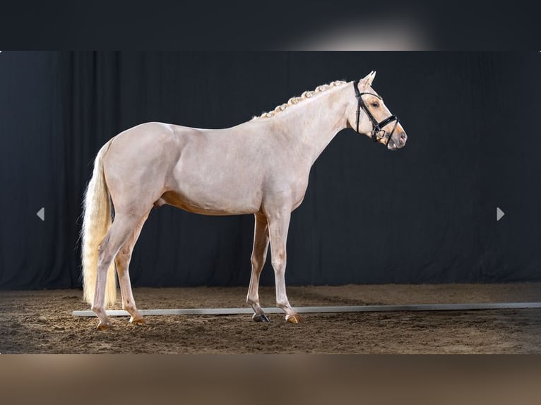 Deutsches Reitpony Hengst 2 Jahre Palomino in Mönchengladbach