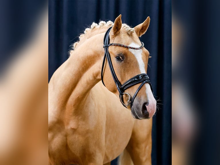 Deutsches Reitpony Hengst 2 Jahre Palomino in Vettweiß