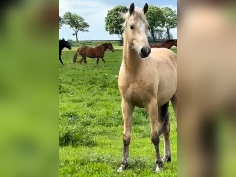 Deutsches Reitpony Hengst 2 Jahre Palomino in Friesack