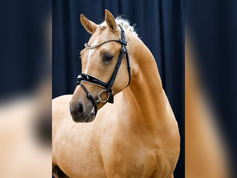 Deutsches Reitpony Hengst 2 Jahre Palomino in Weeze