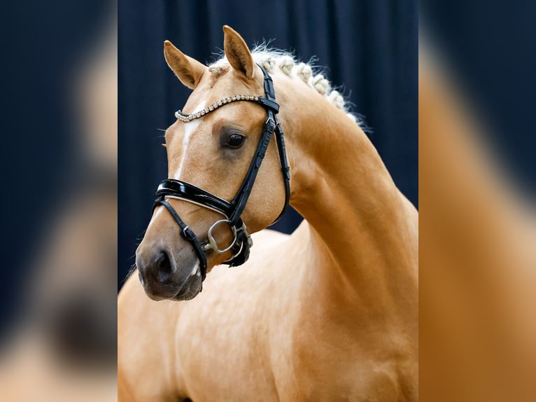 Deutsches Reitpony Hengst 2 Jahre Palomino in Weeze