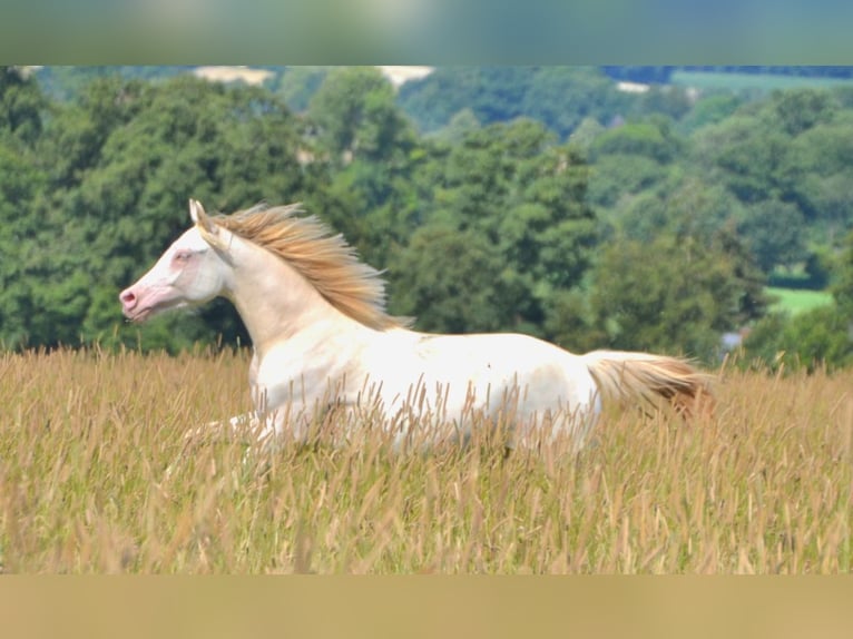 Deutsches Reitpony Hengst 2 Jahre Perlino in Münster