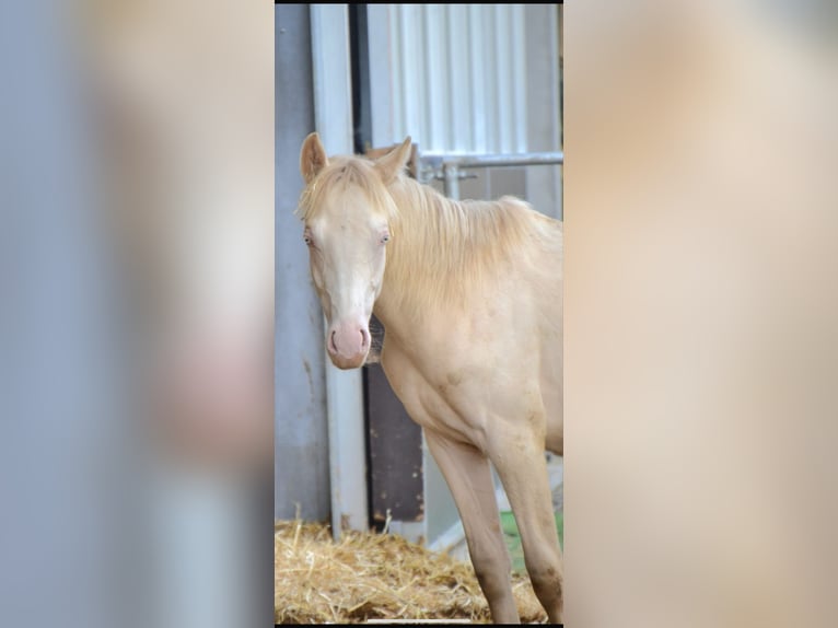 Deutsches Reitpony Hengst 2 Jahre Perlino in Münster