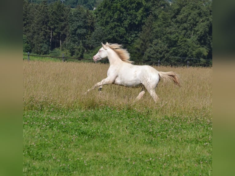 Deutsches Reitpony Hengst 2 Jahre Perlino in Münster