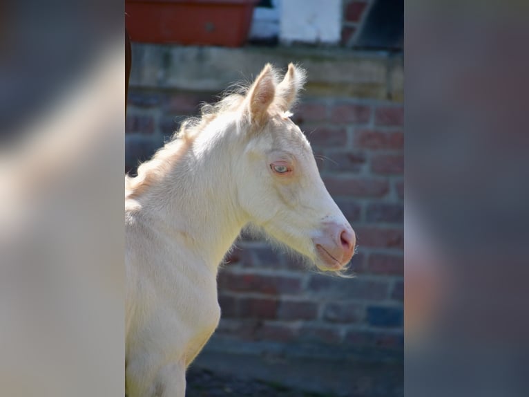 Deutsches Reitpony Hengst 2 Jahre Perlino in Münster