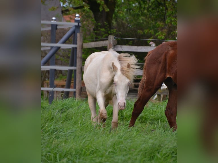 Deutsches Reitpony Hengst 2 Jahre Perlino in Münster