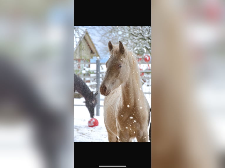 Deutsches Reitpony Hengst 2 Jahre Perlino in Münster