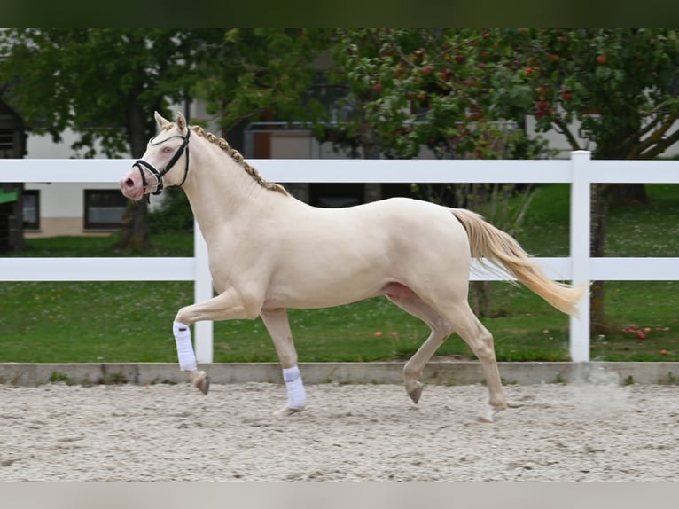 Deutsches Reitpony Hengst 2 Jahre Perlino in Gomadingen