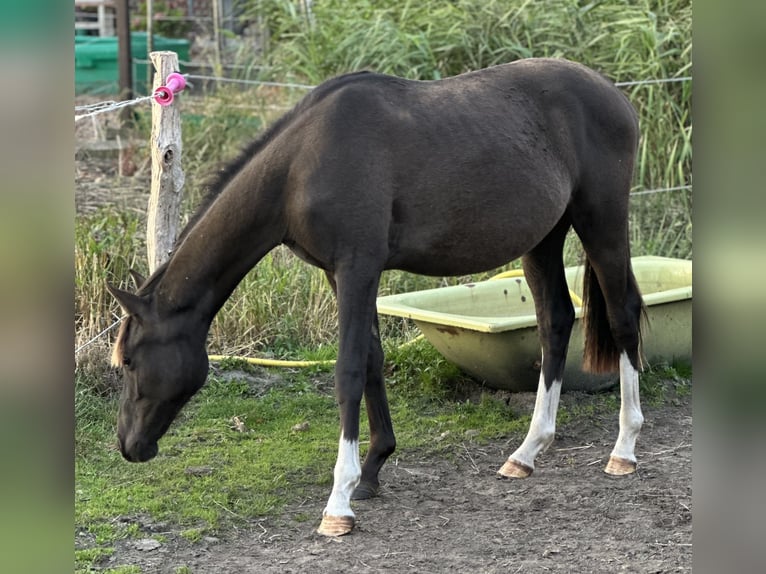 Deutsches Reitpony Hengst 2 Jahre Rappe in BlombergNeuschoo