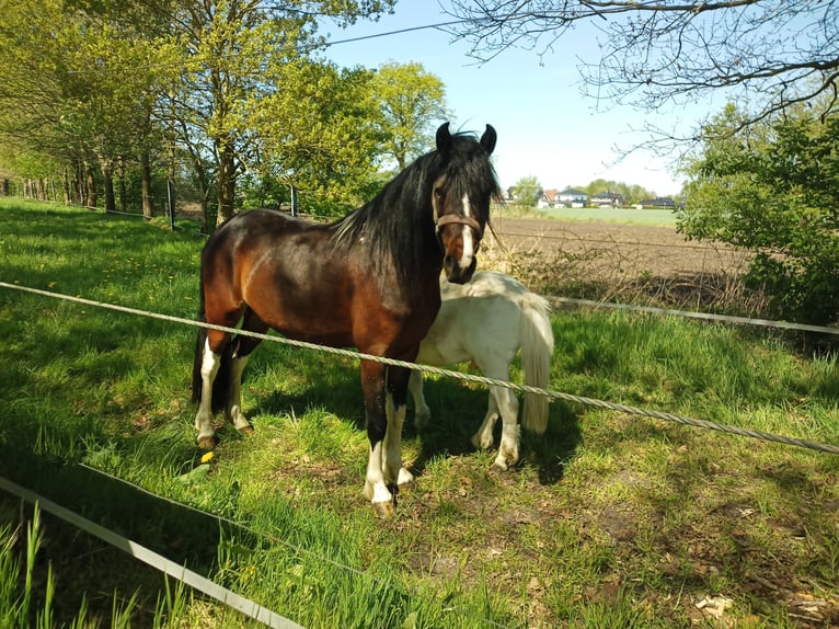 Deutsches Reitpony Mix Hengst 3 Jahre 135 cm Schecke in Friesoythe